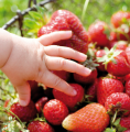 Notre sélection de fruits et légumes !
