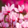 Notre sélection de plantes