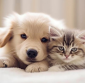 100% animaux 