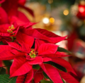Notre sélection de plantes pour Noël !
