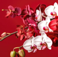 Note sélection de plantes de Noël ! 