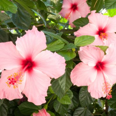 Notre sélection de plantes