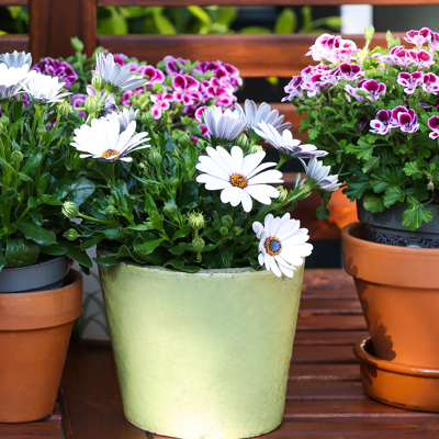 Notre sélection de plantes