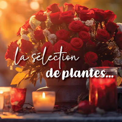 Les plantes qu’il vous faut absolument !
