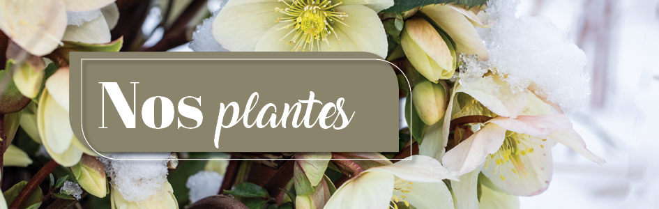 à saisir Mercredi, 12.11.
Notre sélection de plantes ! à saisir Mercredi, 12.11.