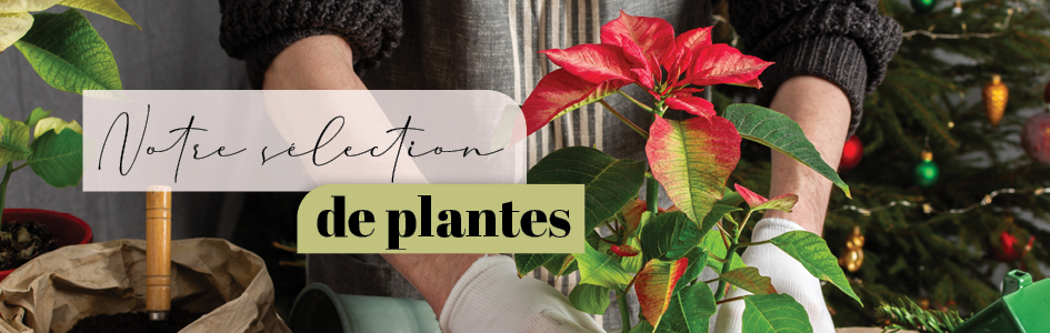 à saisir Mercredi, 19.11.
Notre sélection de plantes ! à saisir Mercredi, 19.11.