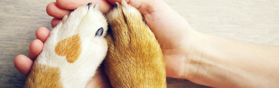 à saisir Lundi, 08.12.
100 % animaux à saisir Lundi, 08.12.