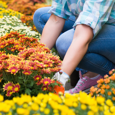 Notre sélection de plantes