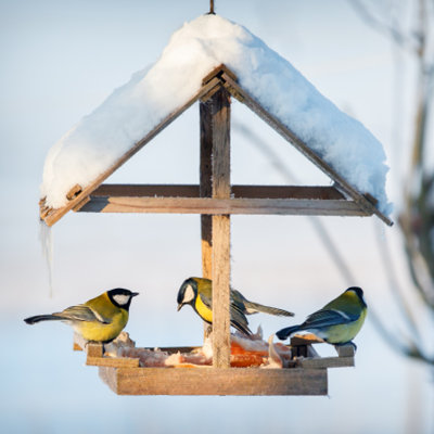 Notre gamme pour oiseaux