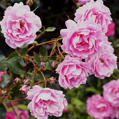 Notre sélection de plantes