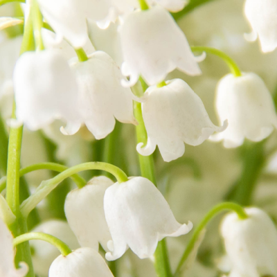 Notre sélection de plantes