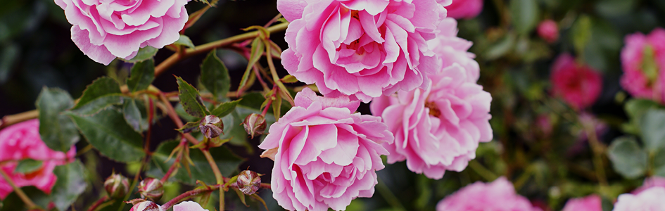 à saisir Mercredi, 06.05.