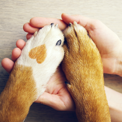 Chouchoutez vos animaux !