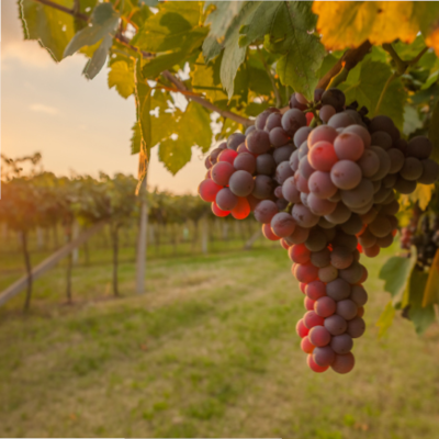 Foire aux vins