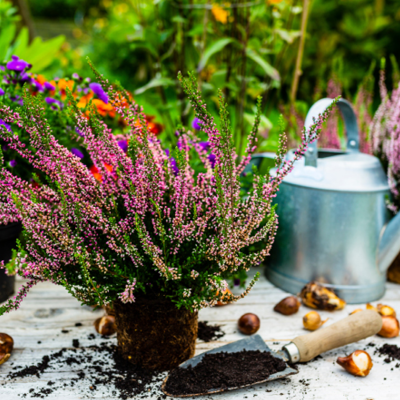 Notre sélection plantes