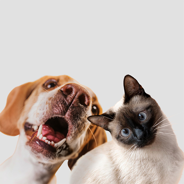 100% animaux