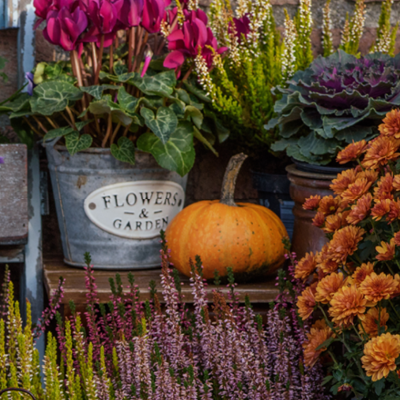 Plantes d'Automne