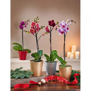 /ext/img/product/bonnes-affaires/22_11_23/400_orchidee_1.jpg