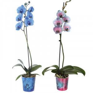 /ext/img/product/bonnes-affaires/22_11_30/600_orchidee_1.jpg
