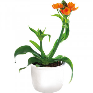 /ext/img/product/bonnes-affaires/23_03_15/500_ornithogalum_1.jpg