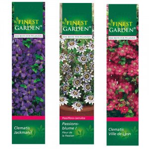 /ext/img/product/bonnes-affaires/23_03_15/500_plante_1.jpg