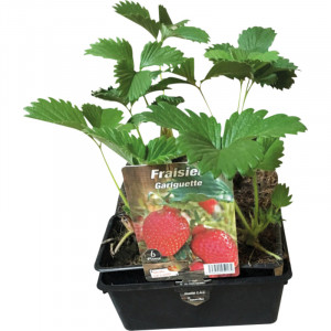 /ext/img/product/bonnes-affaires/23_03_15/600_fraise_1.jpg