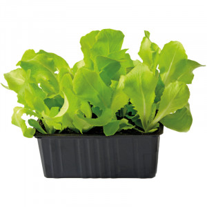 /ext/img/product/bonnes-affaires/23_03_15/600_salade_1.jpg