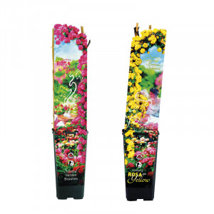 /ext/img/product/bonnes-affaires/23_03_17/100_rosier_1.jpg