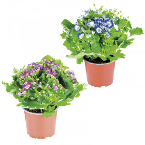 /ext/img/product/bonnes-affaires/23_03_22/400_etoile_1.jpg