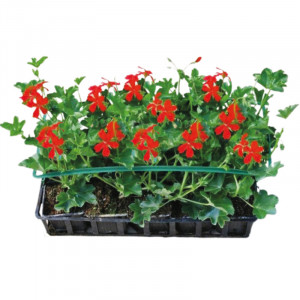 /ext/img/product/bonnes-affaires/23_03_22/400_geranium_1.jpg