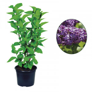 /ext/img/product/bonnes-affaires/23_03_22/400_lila_1.jpg