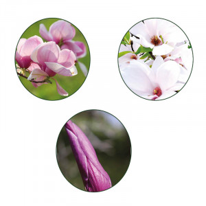 /ext/img/product/bonnes-affaires/23_03_22/400_magnolia_1.jpg