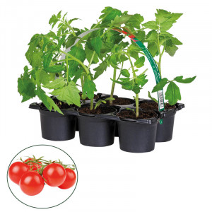 /ext/img/product/bonnes-affaires/23_03_22/400_plants_1.jpg