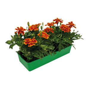 /ext/img/product/bonnes-affaires/23_03_22/500_oeillet_1.jpg
