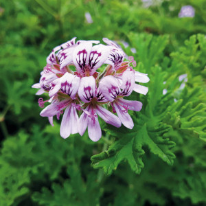 /ext/img/product/bonnes-affaires/23_05_24/400_geranium_1.jpg