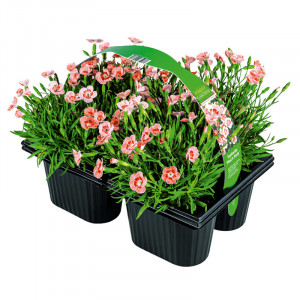 /ext/img/product/bonnes-affaires/23_05_24/400_oeillet_1.jpg