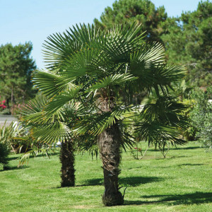 /ext/img/product/bonnes-affaires/23_05_24/400_palmier_1.jpg