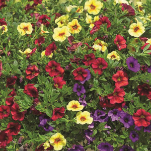 /ext/img/product/bonnes-affaires/23_05_24/600_plante_1.jpg