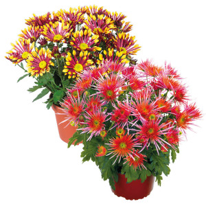 /ext/img/product/bonnes-affaires/23_05_31/400_chrysantheme_1.jpg