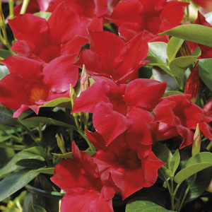 /ext/img/product/bonnes-affaires/23_05_31/400_dipladenia_1.jpg