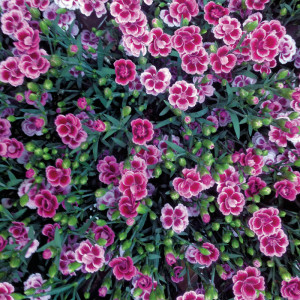 /ext/img/product/bonnes-affaires/23_05_31/400_oeillet_1.jpg
