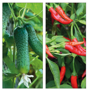 /ext/img/product/bonnes-affaires/23_05_31/400_plant_1.jpg