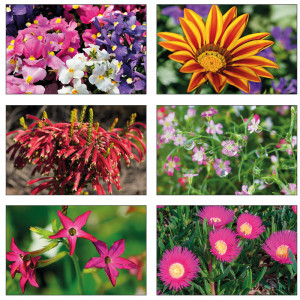 /ext/img/product/bonnes-affaires/23_05_31/400_plante_1.jpg