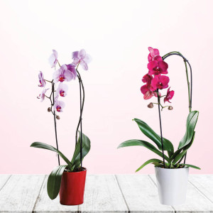 /ext/img/product/bonnes-affaires/23_06_02/100_orchidee_1.jpg