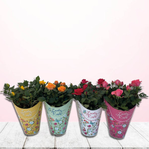 /ext/img/product/bonnes-affaires/23_06_02/100_rosier_1.jpg