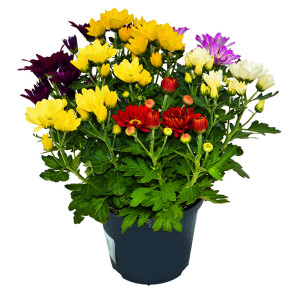 /ext/img/product/bonnes-affaires/23_09_20/800_chrysantheme_1.jpg