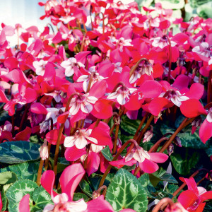 /ext/img/product/bonnes-affaires/23_09_20/800_cyclamen_1.jpg
