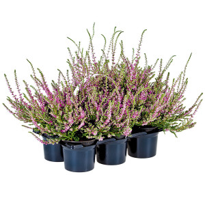 /ext/img/product/bonnes-affaires/23_09_20/800_vulgaris_1.jpg