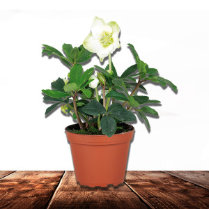 /ext/img/product/bonnes-affaires/23_11_22/700_hellebore_1.jpg