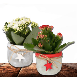 /ext/img/product/bonnes-affaires/23_11_22/700_kalanchoe_1.jpg